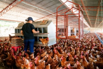 "FHN-in qərarı dəyişməsə, təsərrüfatımız məhv olacaq, insanlar işsiz qalacaq”