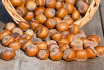 Azərbaycanın fındıq ixracından gəlirləri 2 dəfə artıb