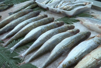 İranda müharibə Azərbaycanda balığın qiymətini - BAHALAŞDIRDI - VİDEO