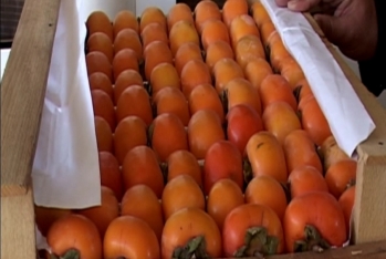 1 ayda xaricə 41 milyon dollarlıq xurma satılıb - YENİ RƏQƏMLƏR