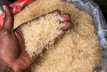 Индия ввела запрет на экспорт белого риса, кроме сорта "басмати"