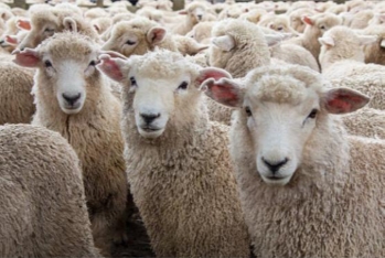 Rusiyadan qoyun idxalı 7 dəfədən çox artıb