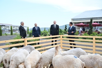 4 milyon manat yatırıb, Dubaya və Qətərə ət satacaq - İlham Əliyev "Qoç Ət"in Xocalıdakı təsərrüfatında - FOTOLAR | FED.az