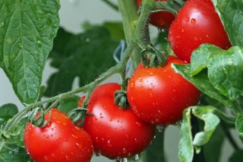 "Rosselxoznadzor" Azərbaycanın 11 müəssisəsindən pomidor idxalına - İcazə Verdi
