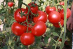 Pomidor bu il Azərbaycana 141,2 mln dollar gətirib – İXRACDA LİDER