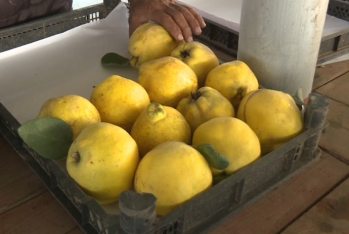 Dövlət dəstəyi ilə salınan intensiv bağlar: Saatlı heyvası - Dubaya və Avropaya ixrac olunur