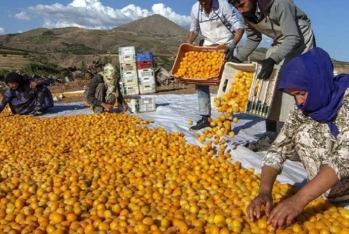 Bu il Azərbaycan ərik ixracını 3 dəfədən çox artırıb