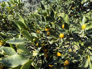 Yığıma başlanıldı - Qiyməti 1-1,50 manat arasıdır - Bayramda arta bilər - FOTOLAR | FED.az