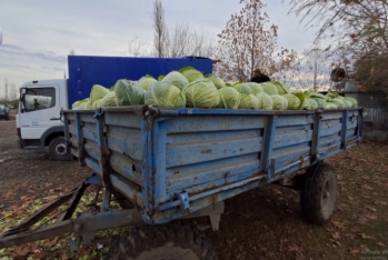 Kələm sahələrdə qalıb - Fermerlər ÇARƏSİZDİR - VİDEO