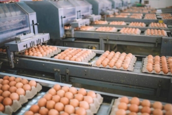 "Hajigabul Poultry Farm Company" işçi axtarır - VAKANSİYA