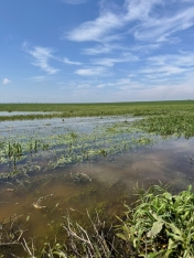 Çoxsaylı subasma hadisələri baş vermiş Şabranda fermerlərlə görüş keçirilib - FOTOLAR | FED.az