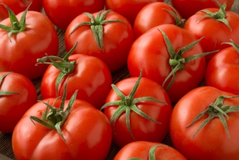 Ötən 9 ayda pomidor satışından 124 milyon manatdan çox gəlir əldə olunub