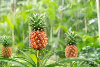 Azərbaycan Tailanddan ananas alışını 3,5 dəfə artırıb
