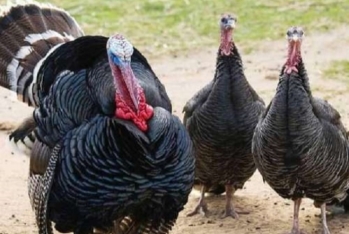 Dabaq xəstəliyi qiymətləri qaldırdı: Ev quşları bahalaşdı - VİDEO