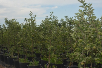 "3-5 manata bitkilər var. Böyük ağaclarımız 50-60 manatdır" - Qusarda tingçilik təsərrüfatı - FOTOLAR | FED.az