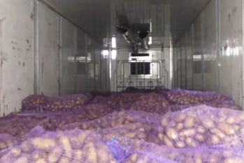 "Foreign Fruit" MMC-nin Gürcüstandan Azərbaycana gətirdiyi kartofda parazitlər aşkarlandı