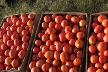 Biləsuvarlı fermerlər: "Pomidorun 1 kiloqramını 20 qəpiyə istəyirlər"