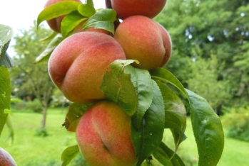 Şaftalı ixracından gəlirlər 61%-dən çox artıb