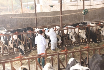 Dabaq xəstəliyi ilə bağlı peyvəndləmə işlərinə başlanıldı