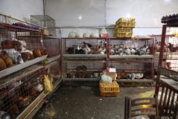 "8-ci km" bazarında quş kəsimi yeri bağlandı - FOTOLAR