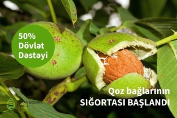 Azərbaycanda qoz bağlarının güzəştli şərtlərlə sığortası başlanır – ŞƏRTLƏR, QİYMƏTLƏR