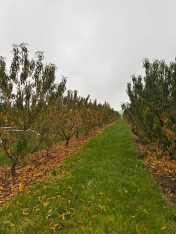 Nektarin və badam bağlarına dəymiş zərər üzrə təqribən 1 milyon manat sığorta ödənişi edilib | FED.az
