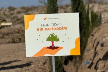 “Atəşgah” Sığorta Zəfər Günü ilə bağlı ağacəkmə aksiyası keçirdi