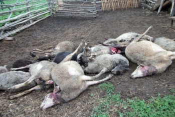 Yırtıcıların tələf etdiyi kənd təsərrüfatı heyvanlarına görə sığorta ödənişi almaq mümkündürmü? - AÇIQLAMA