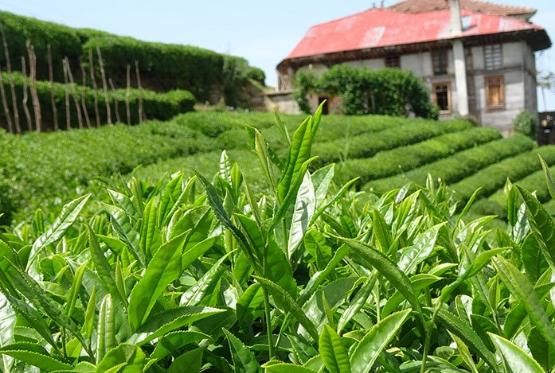 Çay istehsalçılarına da dəstək başlayır – DÖVLƏT PROQRAMI