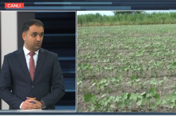 Aqrar sığortada yenilik: Sığortalanan bitkilərin sayı 59-a çatdırılır - MÜSAHİBƏ