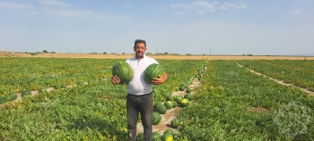 1 hektardan 70-90 ton məhsul götürürlər, kiloqramı 28 qəpikdir - REPORTAJ - FOTOLAR | FED.az