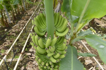 Azərbaycanın $50 milyonluq banan bazarında yeni oyunçu: [red]«İdxalın 20-30%-ni yerli bananla əvəz edəcəyik» - MÜSAHİBƏ[/red] | FED.az