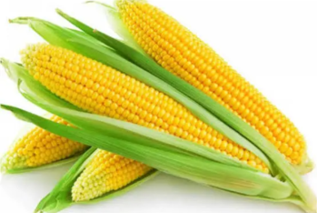 Xaricdən qarğıdalı alışı kəskin azalıb