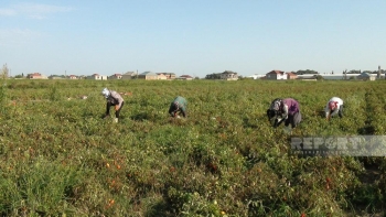 Biləsuvarlı fermerlər: "Pomidorun 1 kiloqramını 20 qəpiyə istəyirlər" | FED.az