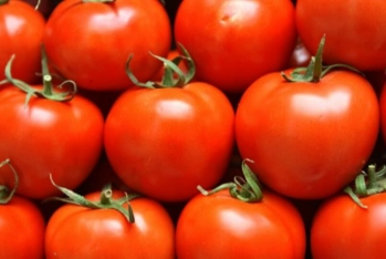 Azərbaycanla Rusiya arasında pomidor ixracı ilə bağlı - Danışıqlar Başlayır