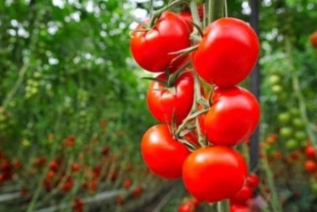 Azərbaycandan Rusiyaya pomidor ixracı bərpa olunur - 1 AYDA 11 MİLYON DOLLARLIQ İXRAC