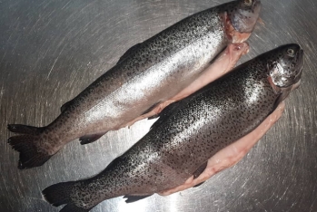 Balıq tutmaq icazəsi üçün "Asan Xidmət"ə müraciət lazımdır - İCAZƏ VƏ BALIQ QİYMƏTLƏRİ - SİYAHI - VİDEO