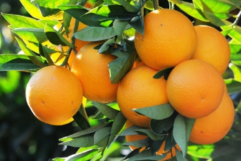 Türkiyədə limon, portağal, mandarin bahalaşacaq - İSTEHSAL 30-50% AZALACAQ