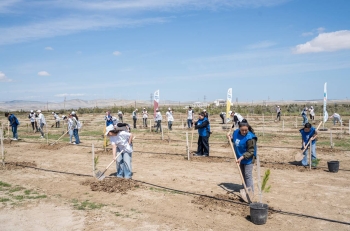 “Araz” supermarketlər şəbəkəsi ağacəkmə aksiyası keçirib - [red]FOTOLAR[/red] | FED.az