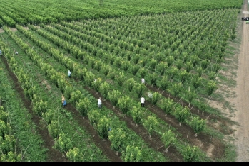 "Shamkir Agropark" işçi axtarır - VAKANSİYA