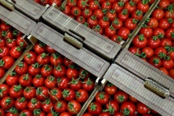 Rusiya daha bir ölkədən pomidor - İdxalını Dayandırdı