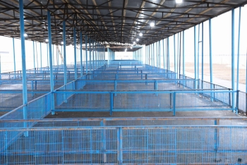 AQTA: Bərdə heyvan bazarı yaxın günlərdə açılacaq | FED.az