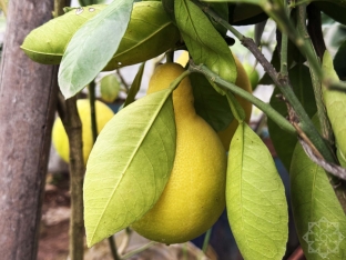 Azərbaycanda yeni sitrus meyvəsi yetişdirilir - Bir ağacdan 40 kiloqram meyvə yığmaq olur - FOTOLAR | FED.az