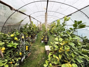 Azərbaycanda yeni sitrus meyvəsi yetişdirilir - Bir ağacdan 40 kiloqram meyvə yığmaq olur - FOTOLAR | FED.az