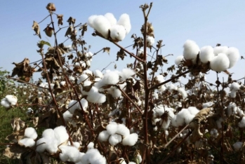 Pambıq lifi ixracı və gəlirləri 11% azalıb