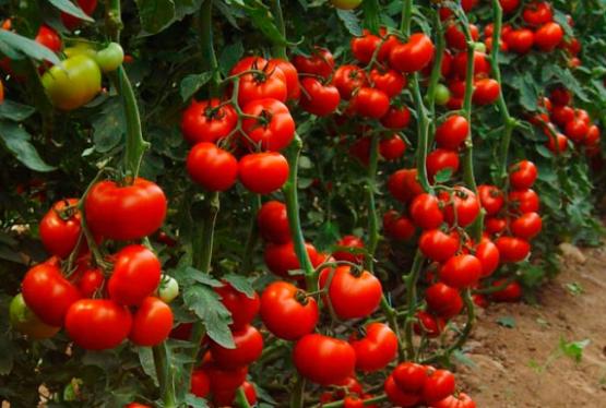 İlham Əliyev pomidor "parnik"lərinin artmasından danışdı- "BİZ GƏRƏK...."