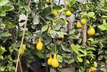 Azərbaycanda yeni sitrus meyvəsi yetişdirilir - Bir ağacdan 40 kiloqram meyvə yığmaq olur - FOTOLAR