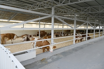 4 milyon manat yatırıb, Dubaya və Qətərə ət satacaq - İlham Əliyev "Qoç Ət"in Xocalıdakı təsərrüfatında - FOTOLAR | FED.az