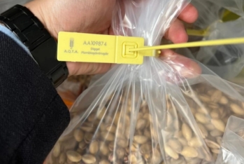 "Buta Çərəz" MMC-nin Türkiyədən gətirdiyi Antep fıstığında uyğunsuzluq aşkarlanıb