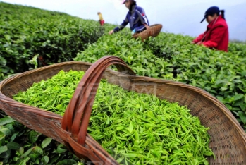 Hesablama Palatası: Azərbaycanda çayçılıq üzrə dövlət proqramı tam icra olunmur